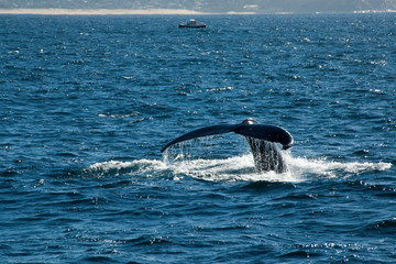 Fototapeta premium Sydney Australia, Humpback whale tail flute with sightseeing boat in background