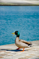 006-canards