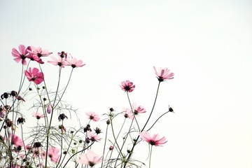 the lovely vivid pink cosmos flowers  in the sun