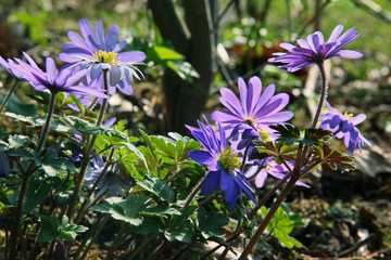 Fototapeta premium Blaue Anemonen im Frühling