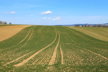 Fototapeta na wymiar Spring landscape with fields with green plant shoots