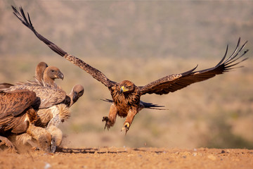 Tawny Eagle Approach - 336687624