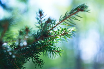 Christmas tree branch. Blurred background. Bokeh.