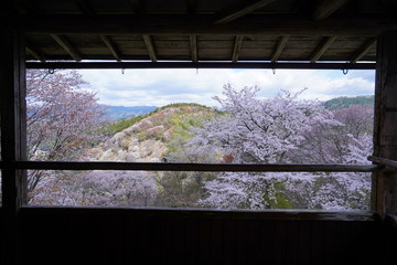 Fototapeta premium 桜