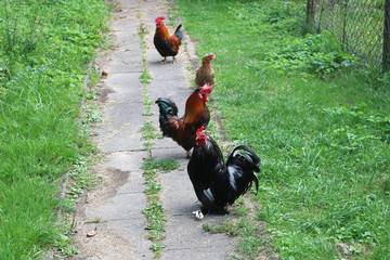 Roosters and chicken