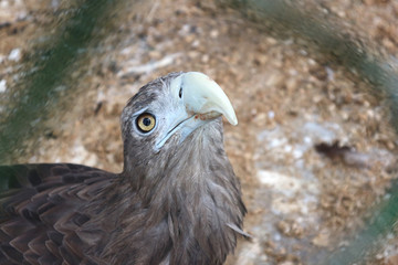 Bird of prey