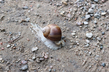 Snail on the road