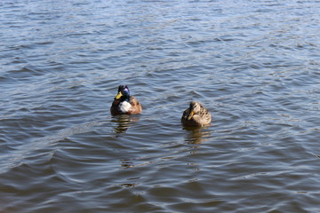 Wild ducks swim in the lake in early spring