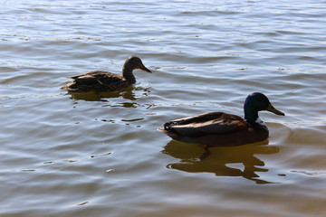 Wild ducks swim in the lake in early spring