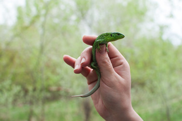 the green lizard is held in the hand