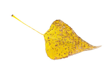 Yellow poplar leaf isolated on white background