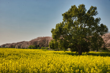 菜の花