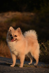 
Dog enjoys warm weather