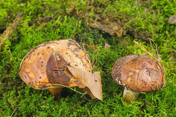 Suillus granulatus, weeping or granulated bolete growning on the moss
