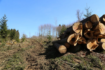 Freshly cut trees in the forest, on the side of a forest road