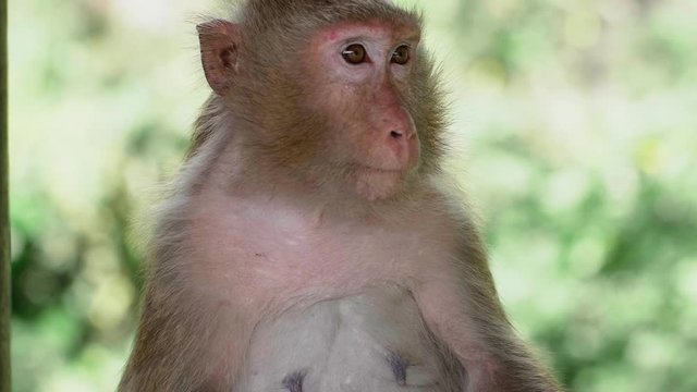 Portrait of Rhesus Macaque (Macaca Mulatta) Monkey Sitting on the Tree and Looking Around