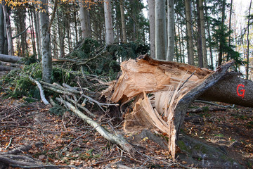 Umgeknickte Bäume und Sturmschäden in einem Wald auf dem Grünberg (Gmunden, Salzkammergut,...