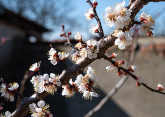 Flowering trees with white flowers