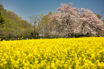 桜