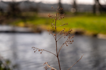 branch close-up in front of a calm river