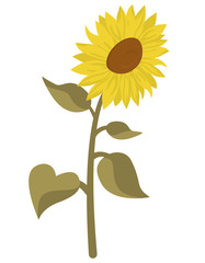 Sunflower in cartoon style. Beautiful flower isolated on white background.
