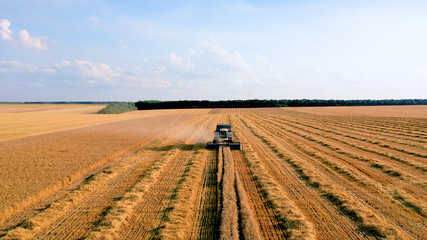 Fototapeta na wymiar Harvester on the field, harvesting wheat. Drone view.