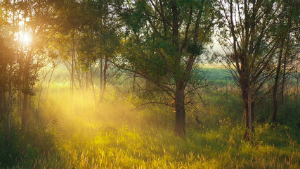 Dawn over the morning summer blurred meadow.