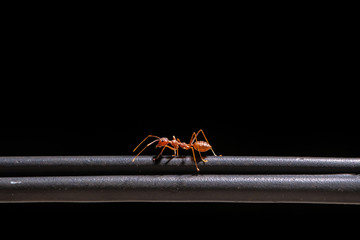 Ants walk to success, teamwork concept , Black scene
