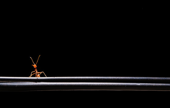 Ants walk to success, teamwork concept , Black scene