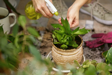 female gardener spraying domestic plants' leaves after transplantation. woman takes care of the...