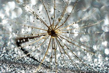 close up of a flower