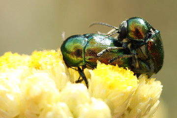 Accouplements de scarabés vert posés sur une fleur d'immortelle - Green beetles mating on an...