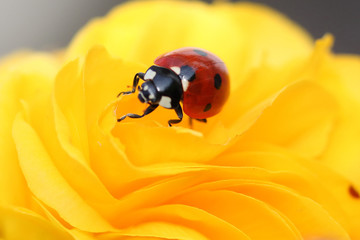 Une coccinelle rouge à points noirs posée sur une fleur de bégonia jaune - A red ladybug with black dots posed on a yellow begonia flower