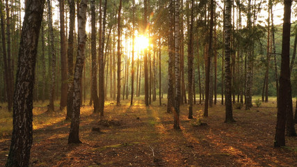 Fototapeta premium A purple, warm sunset in the autumn forest.