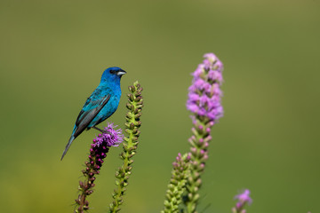 Indigo Bunting adult male taken in southern MN in the wild