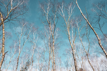 trees in early spring against a pale blue sky
