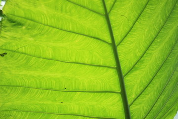 green leaf background