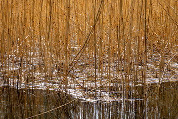 texture of reeds in the water