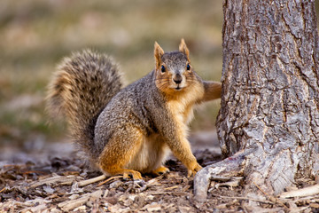 Naklejka na ściany i meble Fox Squirrel taken in southern MN in the wild