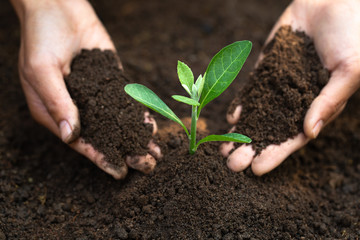 Women who are planting and caring for seedlings will be strong trees. Concept of world environment day, care for seedlings to grow, preserve the world, plant trees to reduce global warming, Earth Day.