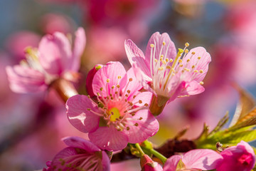 Beautiful wild himalayan cherry flower ( Prunus cerasoides ) 