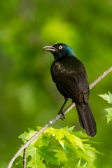 Common Grackle taken in central MN