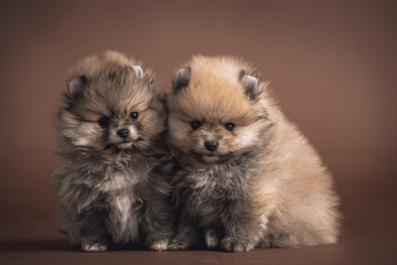 Cute little Pomeranian puppy on brown background