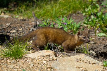 Pine Marten on tree taken in Central Colorado