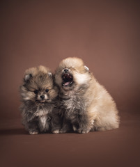Cute little Pomeranian puppy on brown background