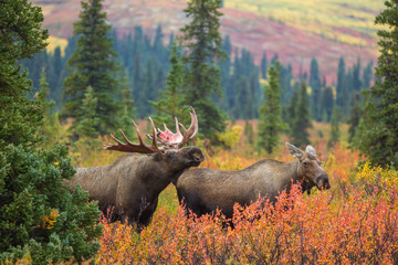 Moose bull and cow in tundra mating