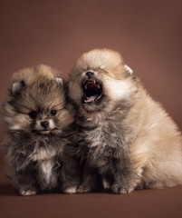 Cute little Pomeranian puppy on brown background