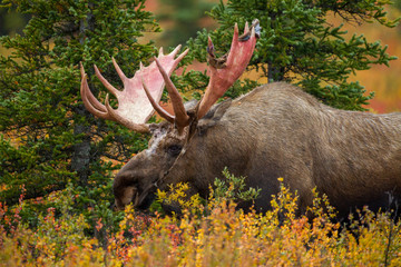 Bull Moose sheding velvet taken in Denali NP Alaska