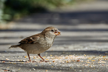 Wróbel