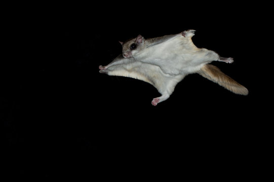 Southern Flying Squirrel gliding to landing taken in southern MN under controlled conditions